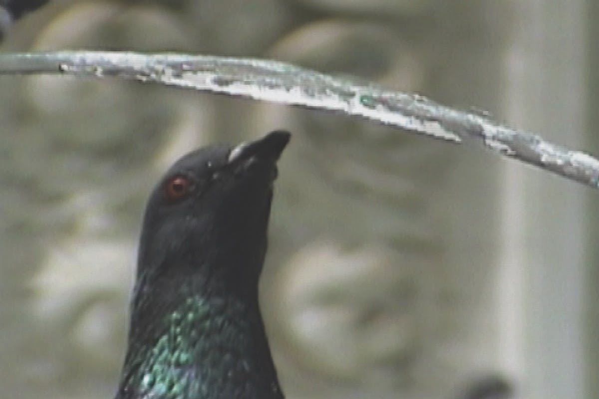 Pigeon, single-channel video with stereo sound